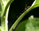 wasp battle