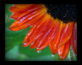 wet sunflower