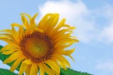 sunflower sky.jpg