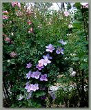 Clematis in the rose garden