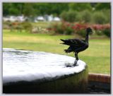 Shaking duck &  fountain