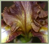 Brown bearded iris