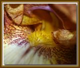 Brown bearded iris  - up close