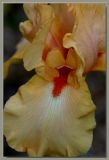 Bearded iris - Mandolin