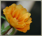 Portulaca