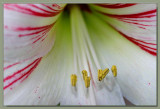 Hippeastrum