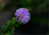 Melaleuca flower