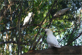 Sulphur crested cockatoos