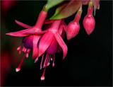 Fuchsia with the variegated leaf