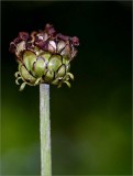 The spent flower of an Arctotis