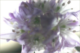 Flower of a chive