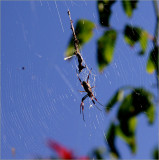 Spider on Crepuscule