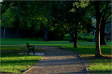 Late afternoon sunlight in the park