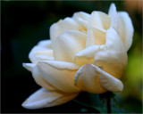 Garden spider on a rose