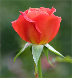 Bettina rosebud