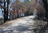 Track through the burnt trees