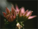 Sempervivum in flower