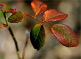 Autumn leaves - Ispahan