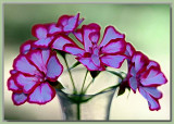 Ivy Pelargonium