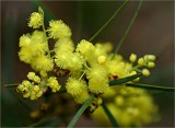 Acacia ityaphylla