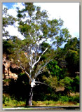 Old gumtree alongside creek