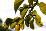 Golden Elm leaves in the morning sunlight