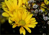 Yellow daisy and thryptomene