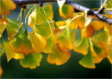 Ginkgo leaves changing colour