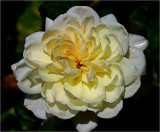 Crocus Rose - a David Austin rose