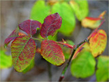 The autumn leaves of red and gold (green)