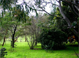 Out in the house paddock