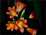 A cluster of clivia