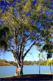 A young river red gum on the banks of the Murray