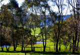 The sun shining on the grass