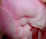 A very close-up shot of the Duchesse!