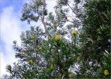 Banksia tree in the soft winter sunshine