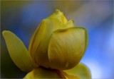 A splash of pure gold