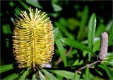 Banksia bloom in July