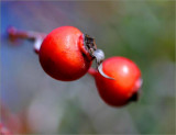 A red to brighten up the day