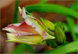 Day lily in winter