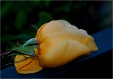 Rosebud almost opened