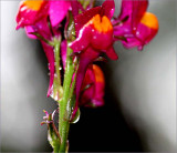 The water drop