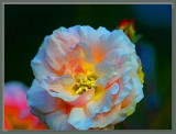 Edelweiss & colour
