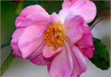 Ramblin' Rose...