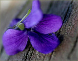 Sweet Violet