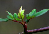 New life