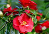 Red camellias