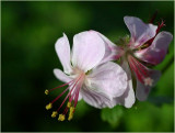 Geranium Biokova