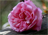 Scented lady