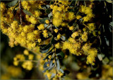 Last wattle to flower